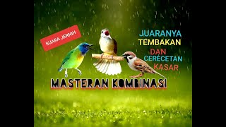 Masteran kombinasi cucak kinoi,kapas tembak,gereja tarung cocok untuk murai batu,cucak ijo dll