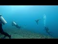 Playful Sea Lion is Desperate for Attention From Scuba Divers