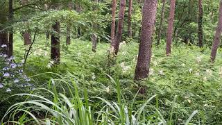 宮城県大衡村 昭和万葉の森のユリ