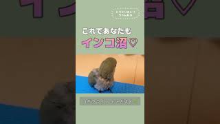 とにかく愛おしいコザクラインコのヒナ#shorts #コザクラインコ #lovebird