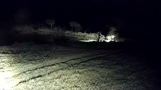 Djuma: Two different Hyenas walk by within two minutes of each other - 11:41 - 09/19/2022