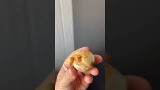 Baby Albino Tortoise Making His Way Out Of The Shell!! #shortvideo #shorts #viral