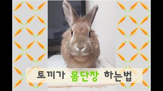 [ BB 귀여운 ] 토끼의 그루밍