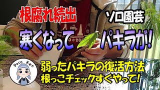 【ソロ園芸】パキラの根腐れ　根っこ臭～　復活出来るか？チャレンジ！、根腐れの原因と対策。PocoKenさん