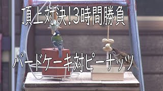 頂上対決！３時間勝負！バードケーキ対ピーナッツ【越冬給餌】