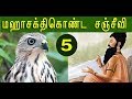 Shikra birds (வல்லூறுவின் கற்பதரு சஞ்சீவி மூலிகை)