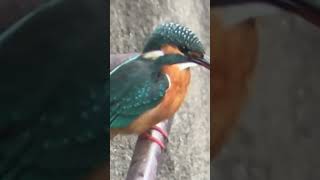 善福寺川　カワセミ #kingfisher #カワセミ #birds #バードウォッチング #スマホ動画 #tokyo #nature #東京 #nature