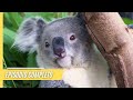 Maravillas salvajes: Comportamiento animal cautivador y paisajes majestuosos | Episodio Completo