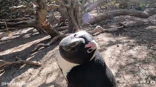 Grumpy Penguin Attacks GoPro