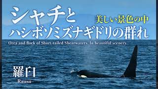 Orca and flock of Short-tailed Shearwaters. Shiretoko Rausu in Japan