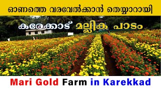 Karekkad Mallika | Farm Chendu Malli Krishi | കരേക്കാട്  ചെണ്ടുമല്ലി കൃഷി | Onam | Marigold Farm