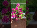 bougainvillea sale video.. whatsapp 6282800870