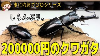 妻に内緒で20万円するクワガタを交尾させようとしたところ…（くろねこチャンネル）