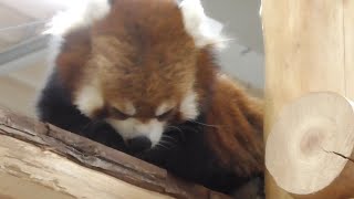 レッサーパンダ　ショウショウくん　男の身だしなみ、毛づくろいに夢中です　【のんほいパーク】