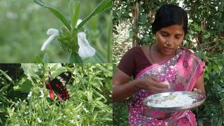 #தும்பை பூ ரசம் மரணத்தை வெல்லும் தும்பை மூலிகை || Thumbapoo Soup In Tamil