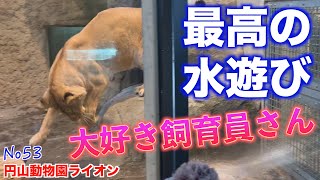 No53　可愛すぎる！円山動物園のライオン、クレイの水遊び大騒動♡　#円山動物園 #lion #maruyamazoosapporo