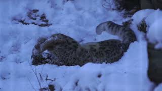 【涼しくなる動画】雪の中、麻袋で遊ぶユキヒョウのフク　多摩動物公園　2022.1.7