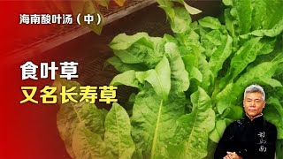 司马南：海南酸叶汤(中)食叶草又名长寿草