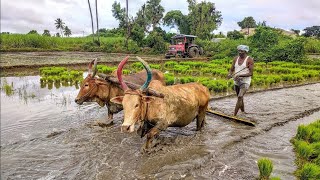 இரண்டு ஜோடி காளை மாடு பரம்படித்தல்