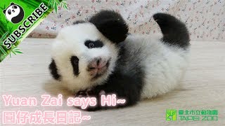 Heart-warming documentary of panda Yuan Zai (English Subs)