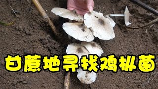 农村小伙进入甘蔗地找鸡枞菌，半小时收获一窝，运气爆棚了【农人阿蓝】