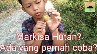 mencari markisa hutan @petualangalam2246