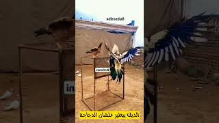 الديك بيطير ليوصل قلب الدجاجة #shorts2023 #animalshorts #الديك_بيطير  #rooster #cock #طيور #حيوانات