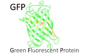 Green Fluorescent Protein Applications - 3 Minutes Microlearning