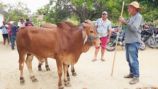 GADO COM RAÇA DE 1.200 NO BOLA   08-12-2024 #nordeste