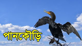 পানকৌড়ি |  Cormorant Bird | 2021 | Expert Fishing Bird Cormorant