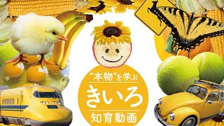 【知育動画】🌟いろんな黄色を見てみよう！～本物をみて学ぶ～赤ちゃん、幼児向け、子供向け、子ども向け(0歳1歳2歳3歳)