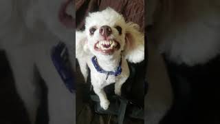 Toy poodle barking