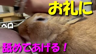 撫でられたお礼に飼い主を一生懸命舐めるウサギ　(No.45)