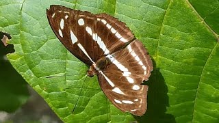 Common sailor, nymphalid butterfly