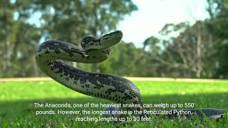 Snakes : Fascinating Facts about Snakes by 1 Minute Knowledge