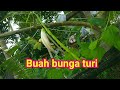 Buah turi