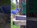 Blue Jay Call Close Up#shorts #nature #bird#wildlife#animal #call #sound#outdoors#sing #birdwatching