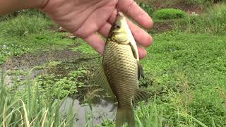 长满水草的小河沟，水深不足40公分，没想到黄金鲫鱼真不少