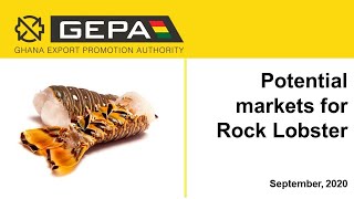 Gepa potential market for Rock Lobster