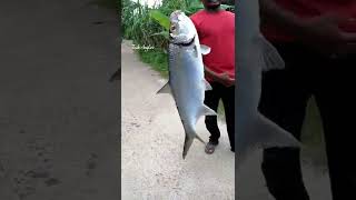 പാലാങ്കണ്ണി മീൻപ്പിടുത്തം || Tarpon fishing #keralafishing