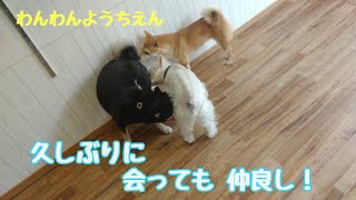 犬の幼稚園　豆柴　柴犬　ウェスティ　ふれあい　お勉強　ダンストリック　　タッチ・タップ　ツイスト　ハイタッチ　わんわんようちえん