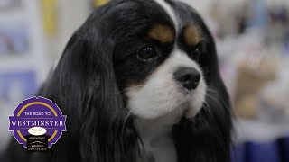 Best of Breed Minute: Cavalier King Charles Spaniel