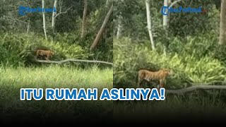 VIRAL ❗ Harimau Sumatera Tampakkan Diri di Kawasan PT RAPP