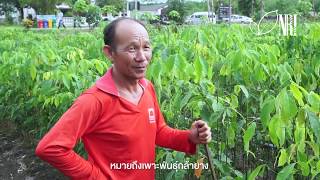 ปัญหาจากยางพารา เราได้คิดค้น และพัฒนาวัสดุที่ทำจากยางพารา [English Subtitle]