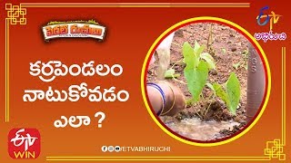 కర్రపెండలం నాటుకోవడం ఎలా | పెరటి రుచులు | 5th డిసెంబర్ 2019 | ఈటీవీ అభిరుచి