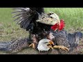 The Brave Rooster Shows The Eagle Who Is The Real Boss! - Attack Of The Rooster To Protect The Hen