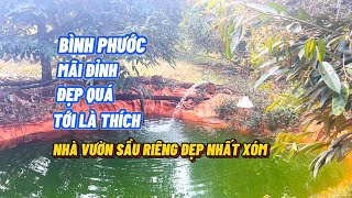 (26) Một siêu phẩm vườn sầu riêng đẹp nhất xóm giá 2tỷ250tr bao sổ thương lượng ￼