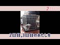 【シェルティ　ロコ】おうちにきて2・3日目