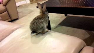 Rabbit falls off the couch.