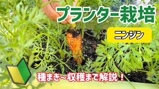 【野菜】ニンジンのプランター栽培